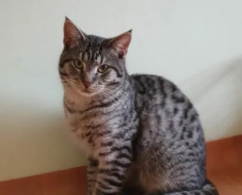 Roy, male Mixed Breed for adoption at Tierheim Stendal, Stendal