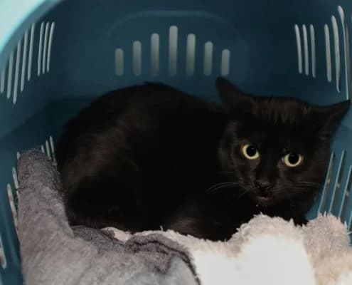 Selina, female 3yo Mixed Breed for adoption at Tierheim Stendal, Stendal