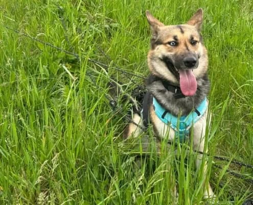 Sky (hat Interessenten), female 3yo German Shepherd for adoption at Tierheim Stendal, Stendal