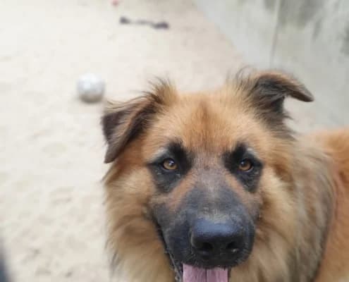 Spike, male mixed breed for adoption at Tierheim Stendal, Stendal