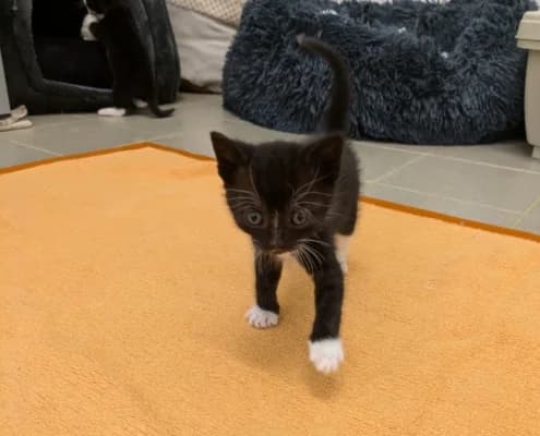 Sumi, female puppy Mixed Breed for adoption at Tierheim Stendal, Stendal