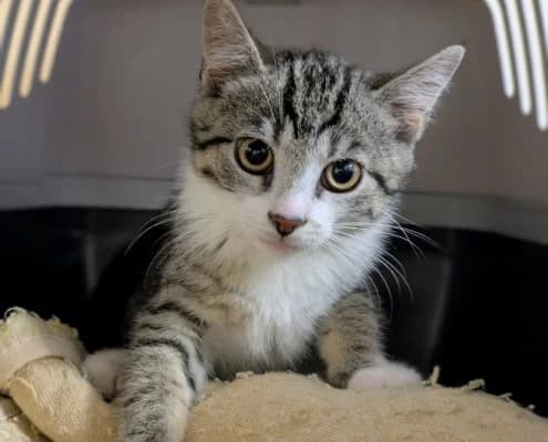 Tiger, Mixed Breed (Tierheim Stendal)