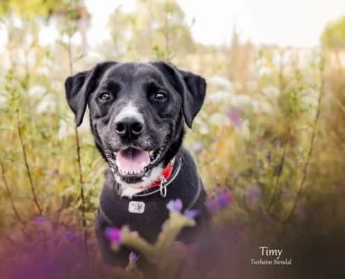 Timy, weiß male senior Labrador Retriever for adoption at Tierheim Stendal, Stendal