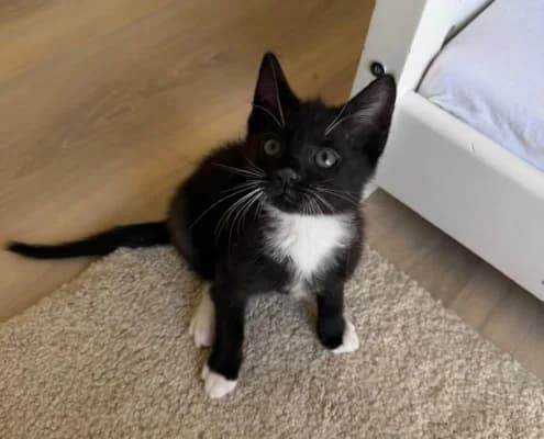Tofu, male puppy Mixed Breed for adoption at Tierheim Stendal, Stendal