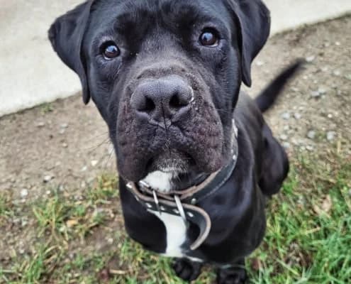 Vito, male 4yo Cane Corso for adoption at Tierheim Stendal, Stendal