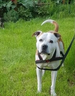 Wotan, male senior Pit Bull Terrier for adoption at Tierheim Stendal, Stendal