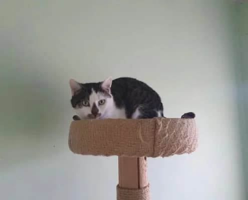 Zazou, female Mixed Breed for adoption at Tierheim Stendal, Stendal