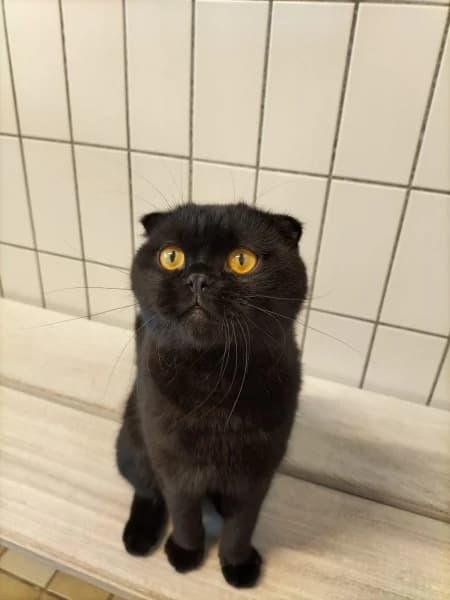 Scotty, male young Scottish Fold for adoption at Tierheim Stuttgart, Stuttgart