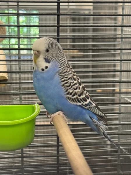 Bluey, female 5yo mixed breed for adoption at Tierheim Stuttgart, Stuttgart