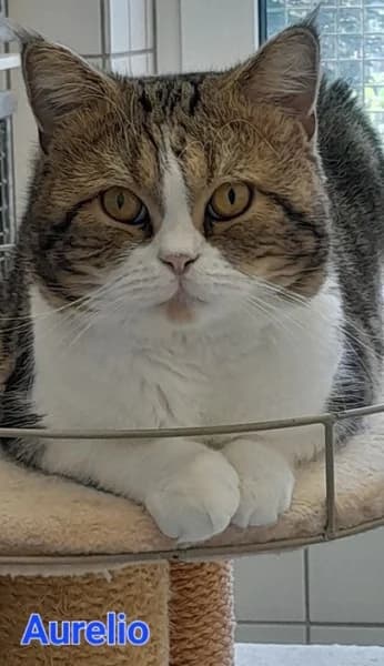 Aurelio, male young British Shorthair for adoption at Tierheim Stuttgart, Stuttgart