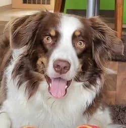Perri, female 6yo mixed breed for adoption at Tierheim Stuttgart, Stuttgart