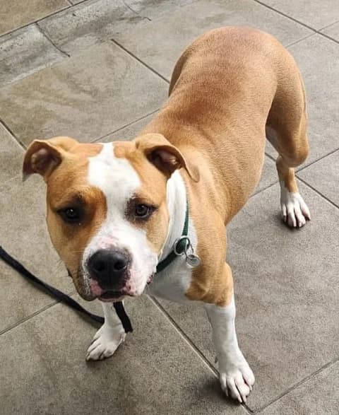 Susi, female young English Bulldog for adoption at Tierheim Stuttgart, Stuttgart