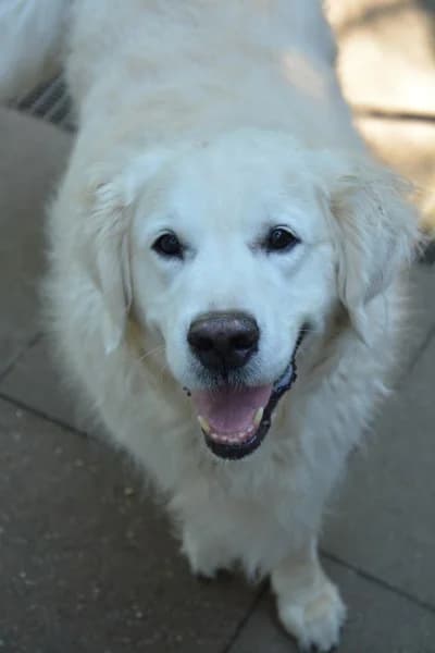 Volky, male senior Golden Retriever for adoption at Tierheim Stuttgart, Stuttgart
