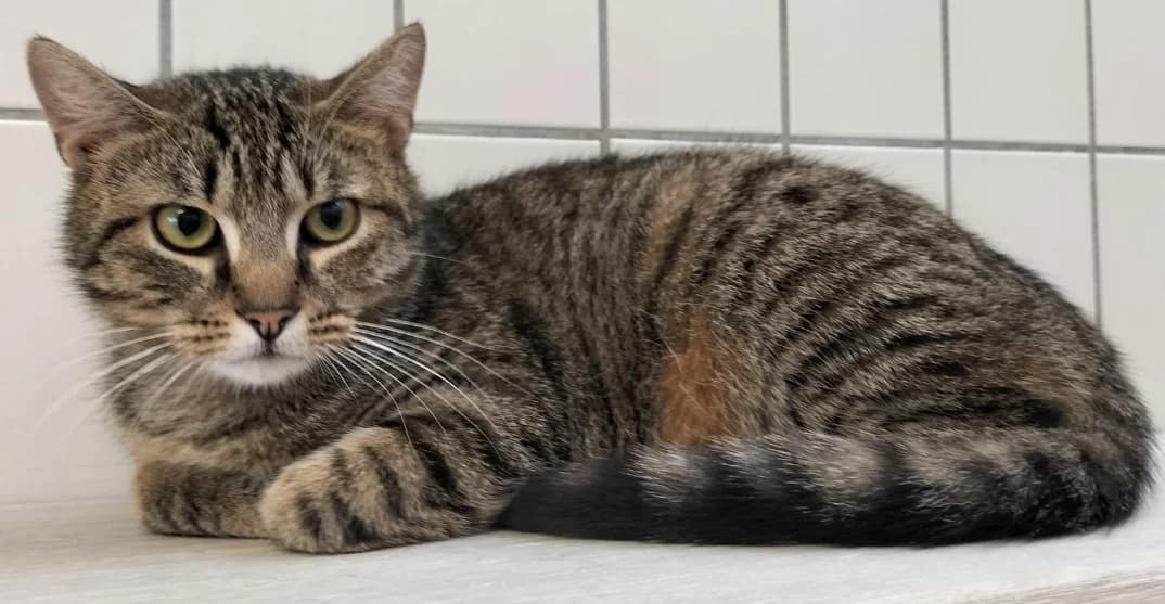 Simon, European Shorthair (Tierheim Stuttgart)