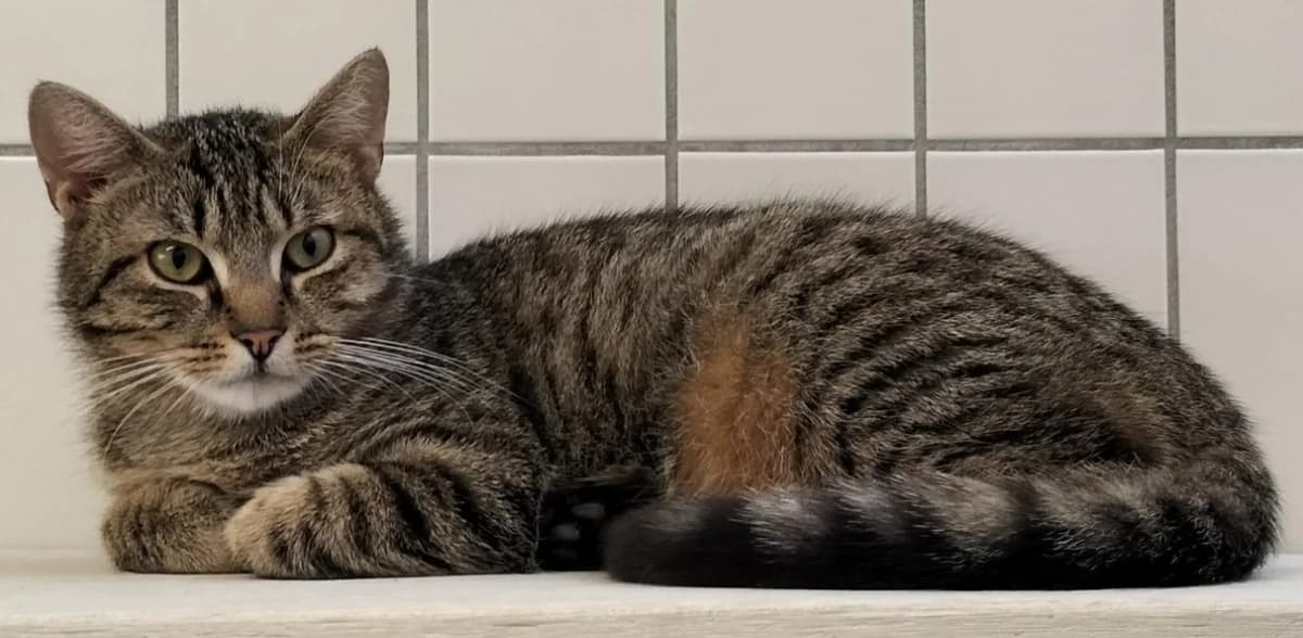 Simon, male young European Shorthair for adoption at Tierheim Stuttgart, Stuttgart