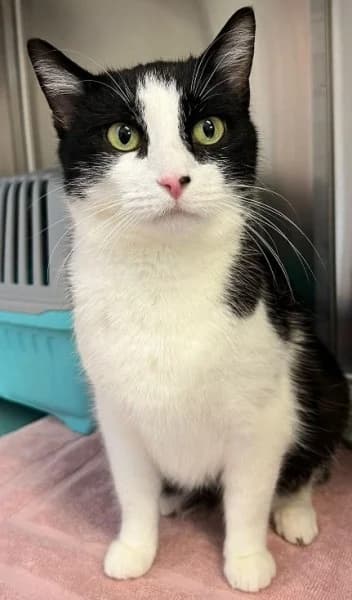 Tessa, female 4yo European Shorthair for adoption at Tierheim Stuttgart, Stuttgart
