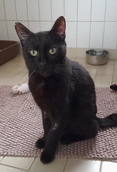 Peter, male senior European Shorthair for adoption at Tierheim Stuttgart, Stuttgart