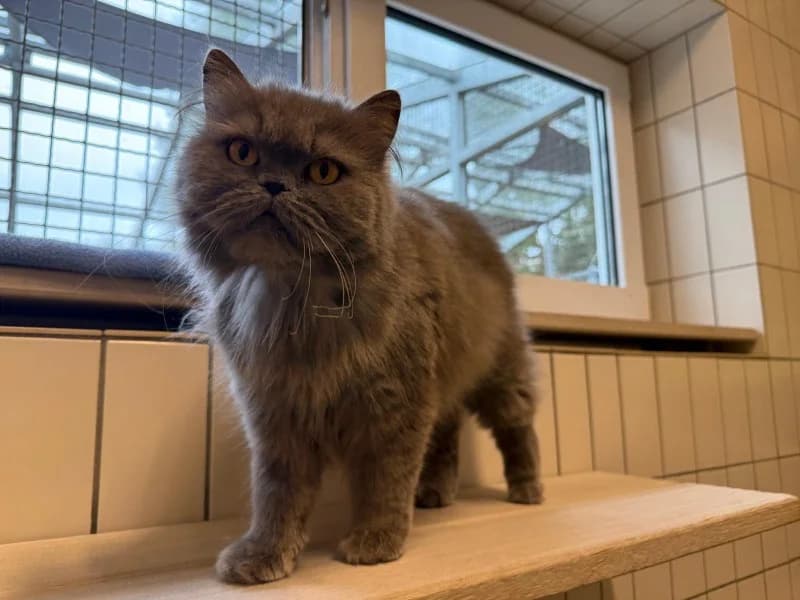 Stifka, female 4yo Persian for adoption at Tierheim Stuttgart, Stuttgart