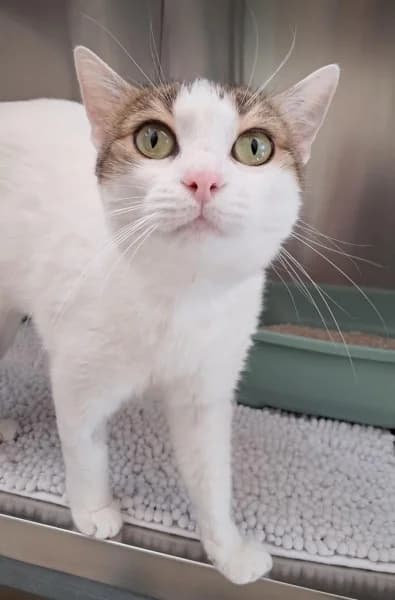 Gundi, female 3yo European Shorthair for adoption at Tierheim Stuttgart, Stuttgart