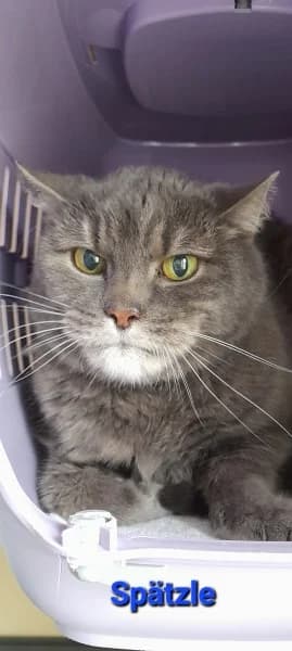 Spätzle, male European Shorthair for adoption at Tierheim Stuttgart, Stuttgart