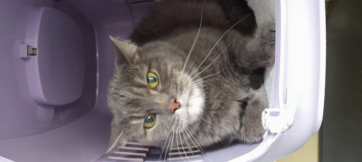 Spätzle, male European Shorthair for adoption at Tierheim Stuttgart, Stuttgart — photo 2 of 2