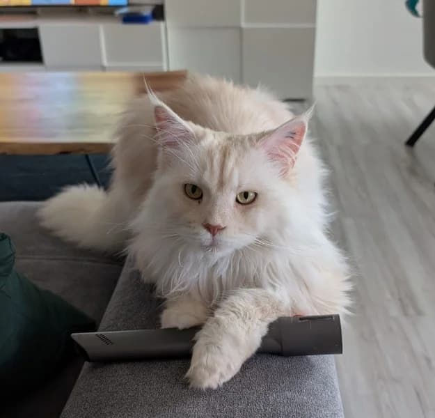 Daisy, female 6yo Maine Coon for adoption at Tierheim Stuttgart, Stuttgart