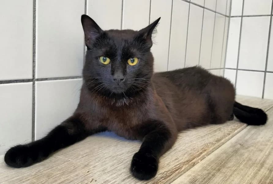 Jonathan, male young European Shorthair for adoption at Tierheim Stuttgart, Stuttgart