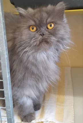 Pupsi, female 3yo Persian for adoption at Tierheim Stuttgart, Stuttgart