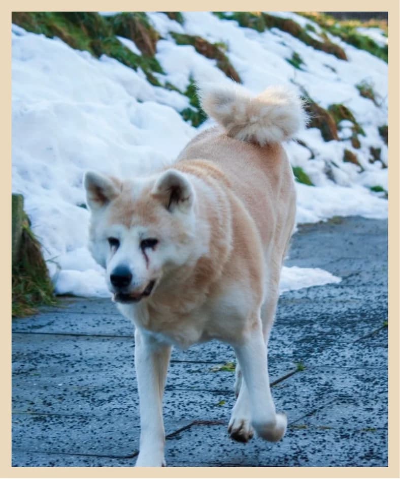 Akira,  senior Mixed Breed for adoption at Tierheim Tailfingen, Albstadt