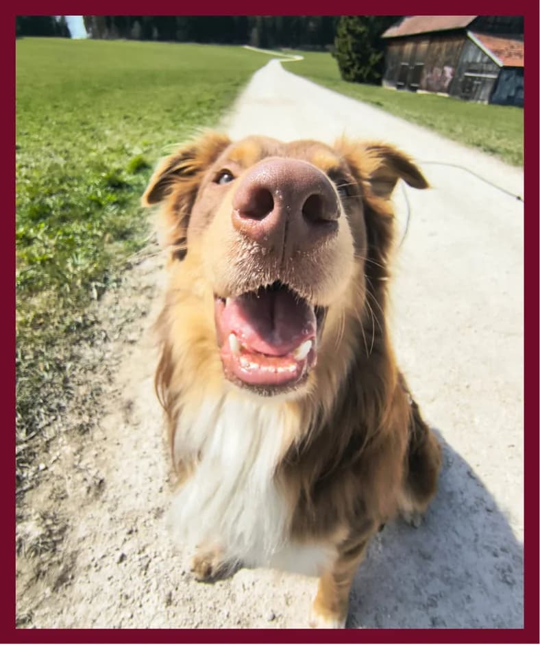 Chase, male Mixed Breed for adoption at Tierheim Tailfingen, Albstadt
