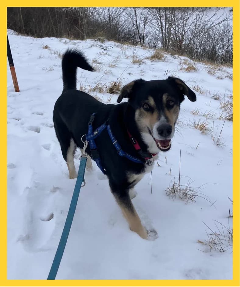 Clea,  Mixed Breed for adoption at Tierheim Tailfingen, Albstadt