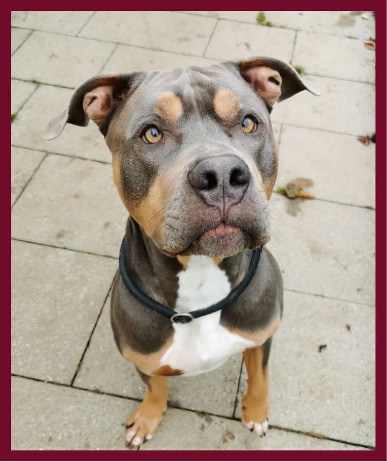 Django,  Mixed Breed for adoption at Tierheim Tailfingen, Albstadt