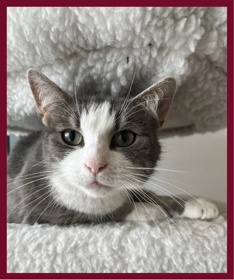 Motzi, male 3yo Mixed Breed for adoption at Tierheim Tailfingen, Albstadt