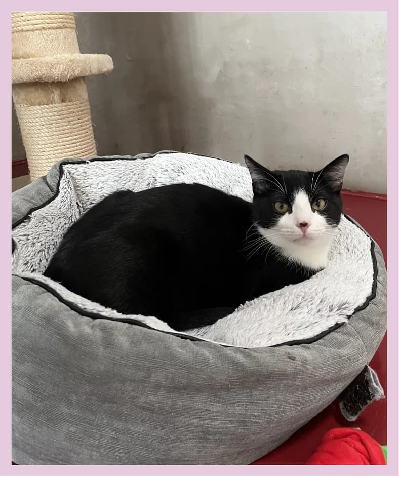 Toby,  Mixed Breed for adoption at Tierheim Tailfingen, Albstadt