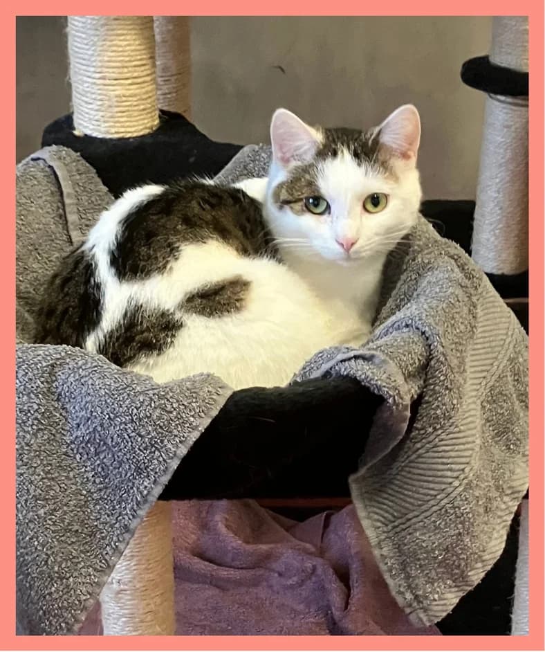 lakota, male 3yo Mixed Breed for adoption at Tierheim Tailfingen, Albstadt