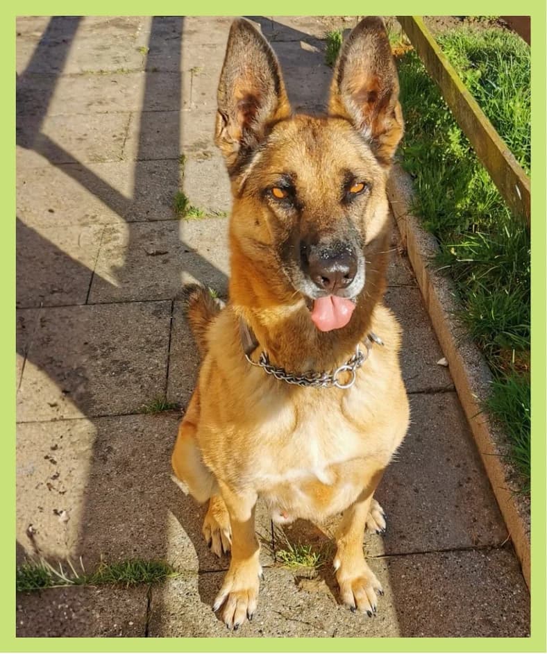 leo1,  senior Mixed Breed for adoption at Tierheim Tailfingen, Albstadt