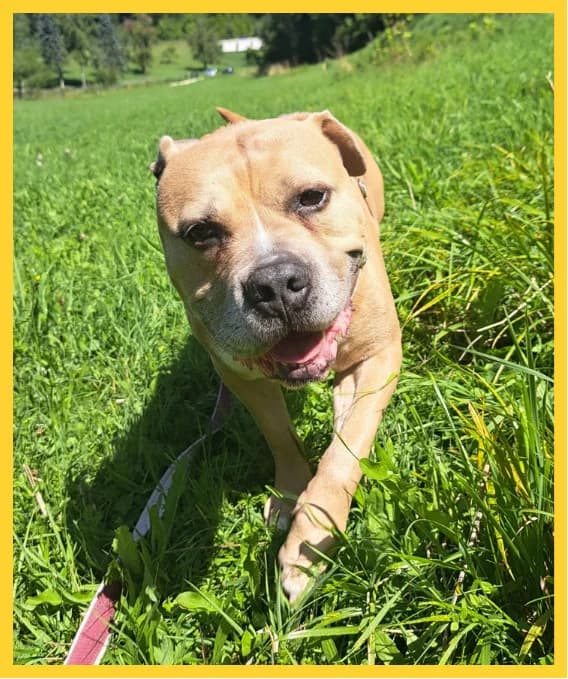 zara, female senior Mixed Breed for adoption at Tierheim Tailfingen, Albstadt