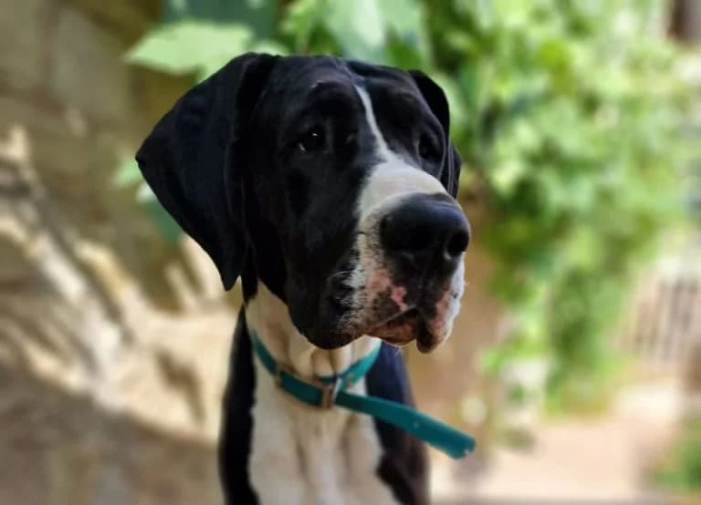 Odin, male Mixed Breed for adoption at Tierheim Trier, Trier