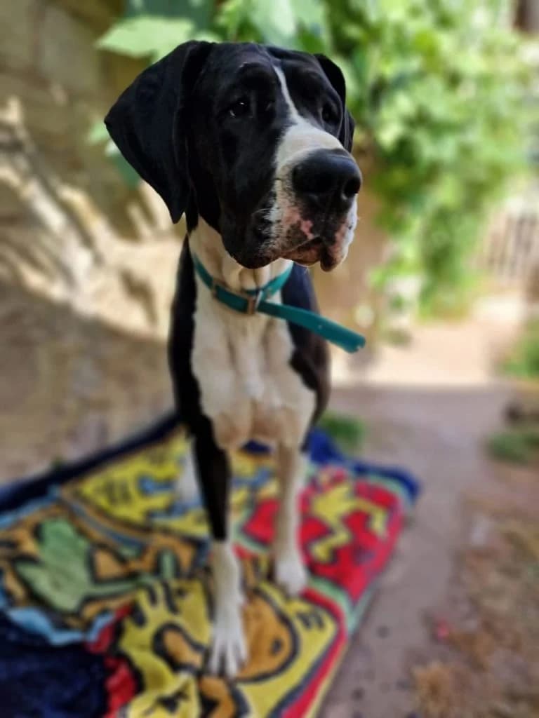 Odin, male Mixed Breed for adoption at Tierheim Trier, Trier — photo 2 of 4