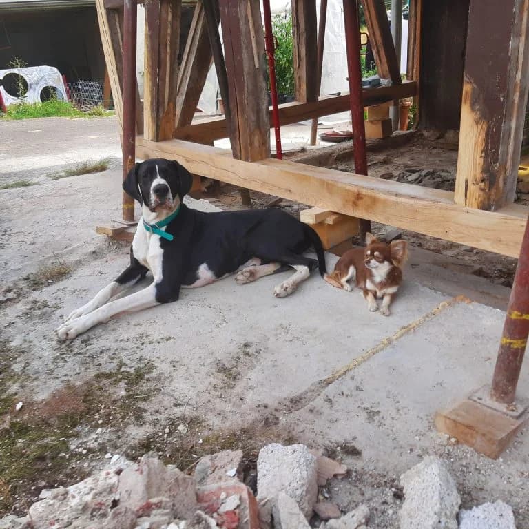 Odin, male Mixed Breed for adoption at Tierheim Trier, Trier — photo 3 of 4