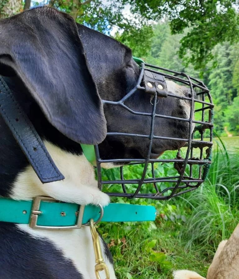 Odin, male Mixed Breed for adoption at Tierheim Trier, Trier — photo 4 of 4