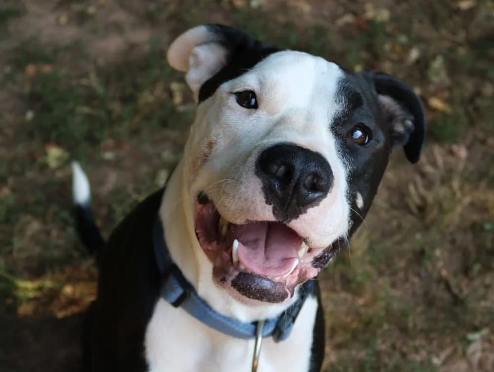 Bones, male American Staffordshire Terrier for adoption at Tierheim Trier, Trier