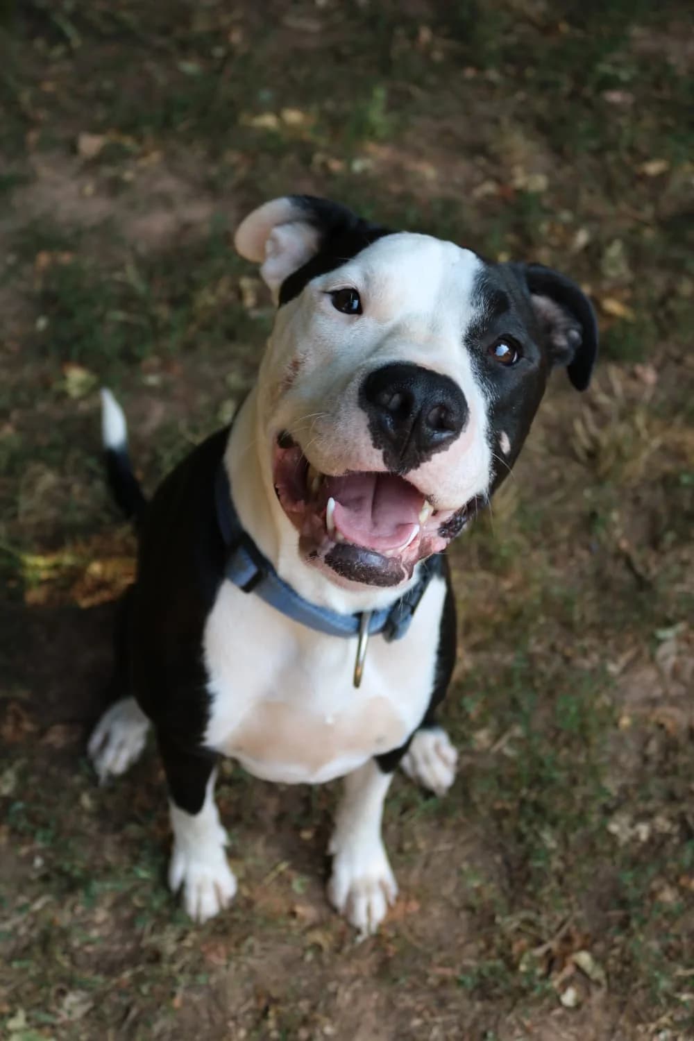 Bones, male American Staffordshire Terrier for adoption at Tierheim Trier, Trier — photo 2 of 4
