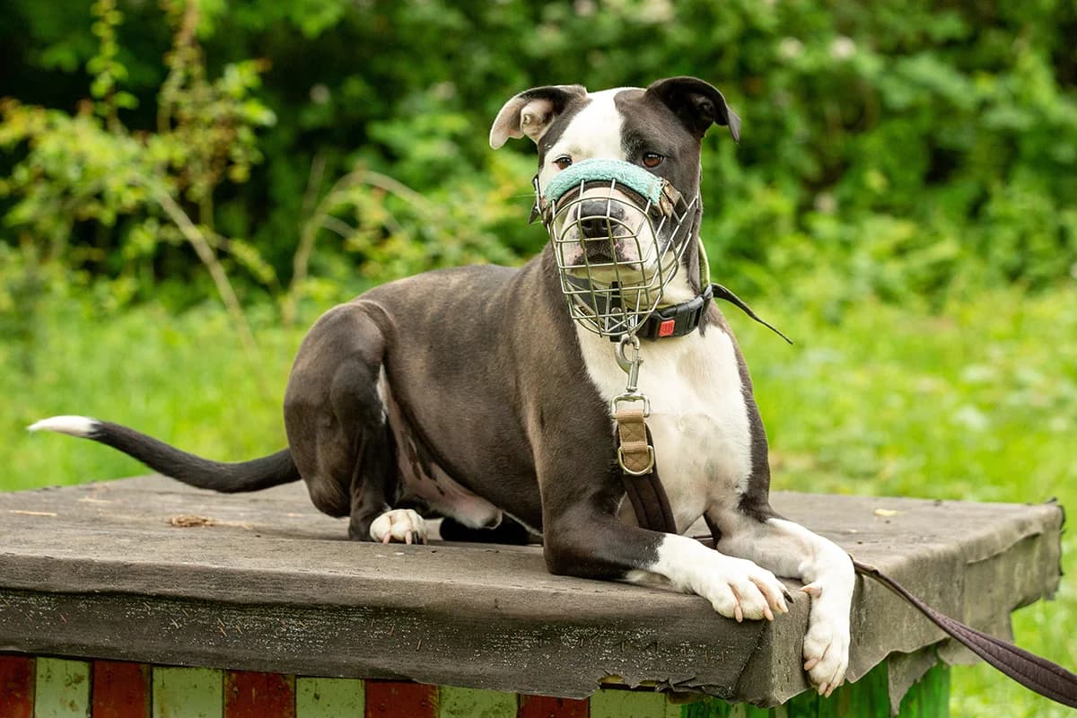 Bones, male American Staffordshire Terrier for adoption at Tierheim Trier, Trier — photo 3 of 4