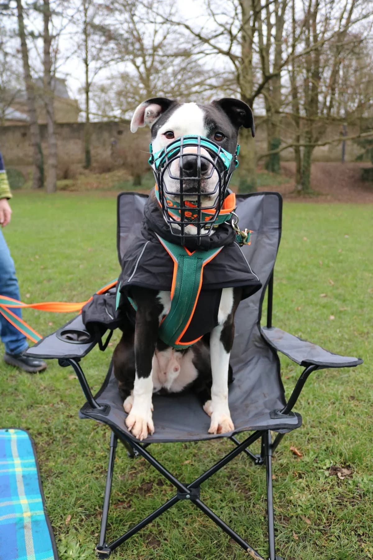 Bones, male American Staffordshire Terrier for adoption at Tierheim Trier, Trier — photo 4 of 4