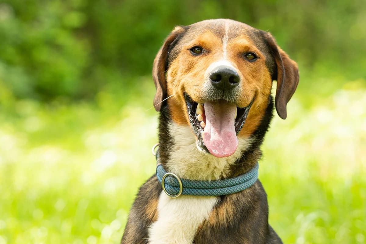 Eddy,  Mixed Breed for adoption at Tierheim Trier, Trier