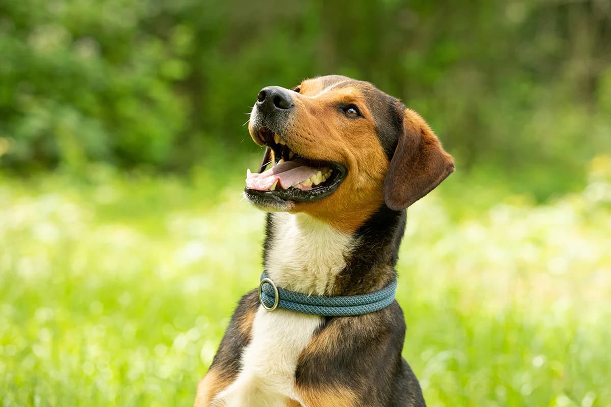 Eddy,  Mixed Breed for adoption at Tierheim Trier, Trier — photo 2 of 4
