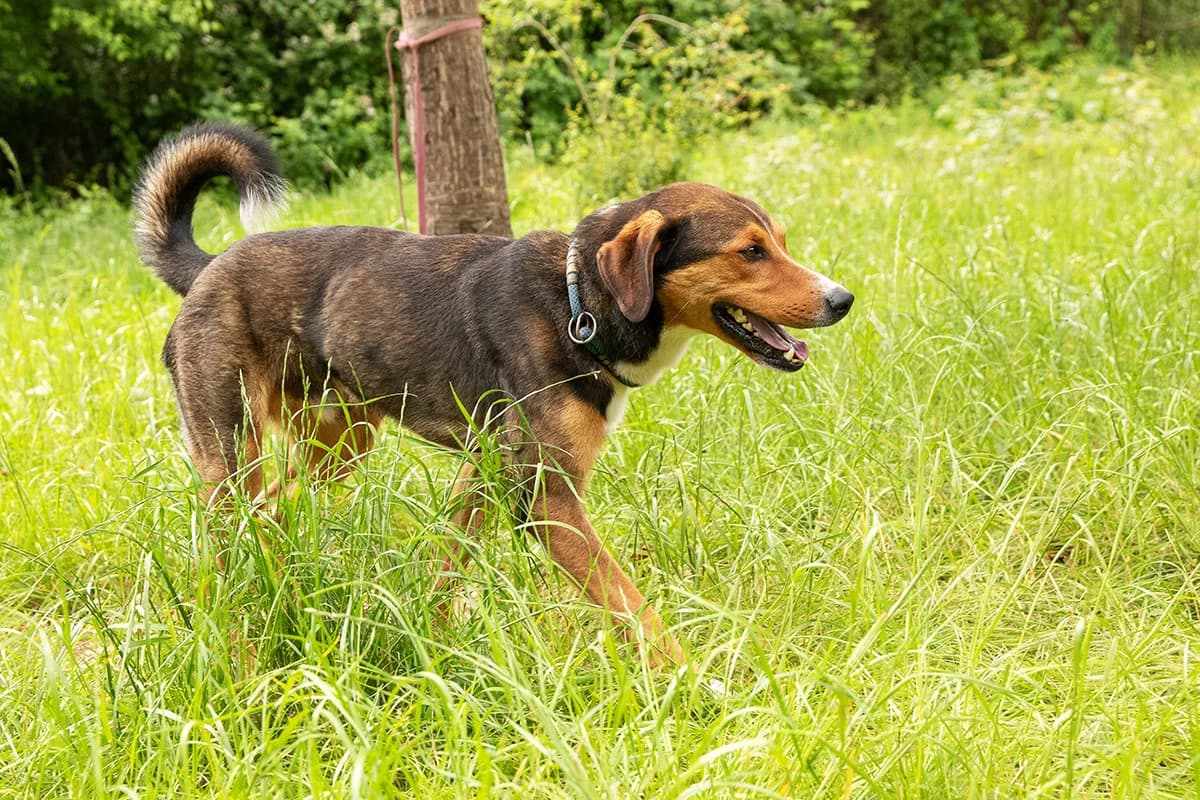Eddy,  Mixed Breed for adoption at Tierheim Trier, Trier — photo 3 of 4