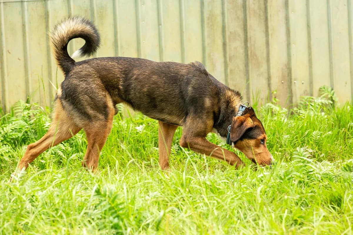 Eddy,  Mixed Breed for adoption at Tierheim Trier, Trier — photo 4 of 4