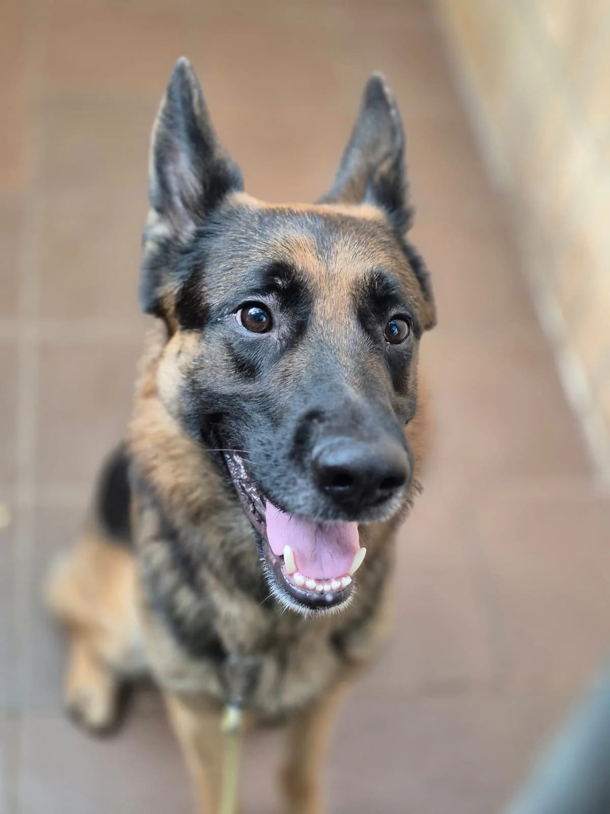 Aiko, male German Shepherd for adoption at Tierheim Trier, Trier